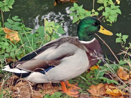 Le Canard Colvert