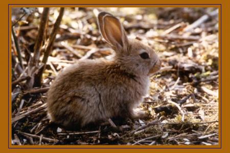 Oh!!!qu'il est mignon...